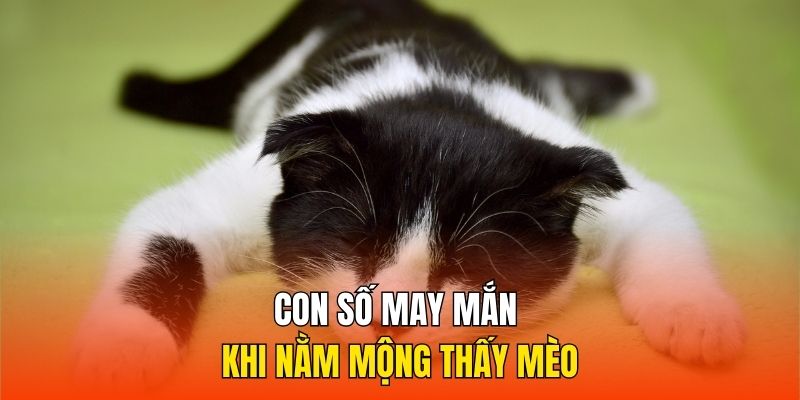 Con số may mắn khi nằm mộng thấy mèo