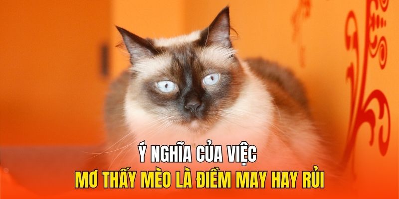 Ý nghĩa của việc mơ thấy mèo là điềm may hay rủi